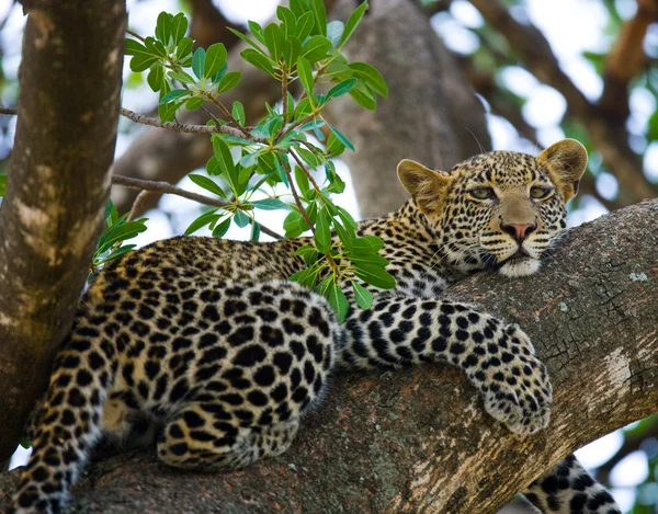 Lampart odpoczynku, leżącego na drzewie — Zdjęcie stockowe