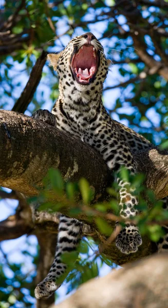 Léopard couché sur un arbre — Photo