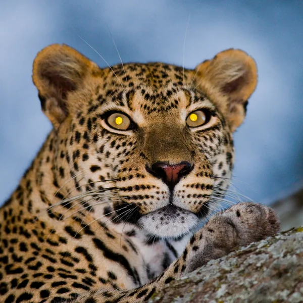 Nahaufnahme Porträt des Leoparden — Stockfoto