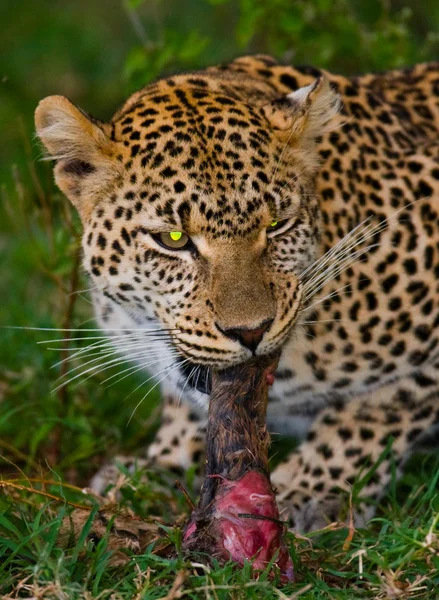Közeli portré leopárdról — Stock Fotó