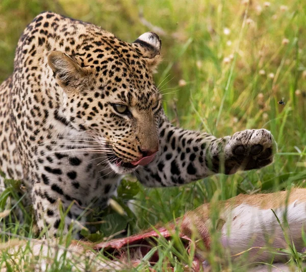 Leopard eating meat of dead animal — Stock Photo, Image