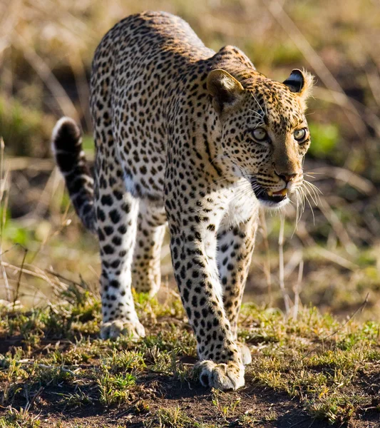 Bir vahşi leopar — Stok fotoğraf