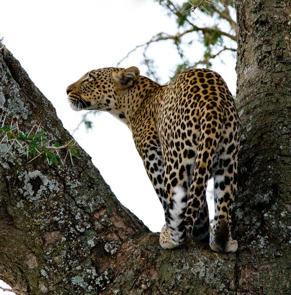 Leopardo sentado en el árbol —  Fotos de Stock