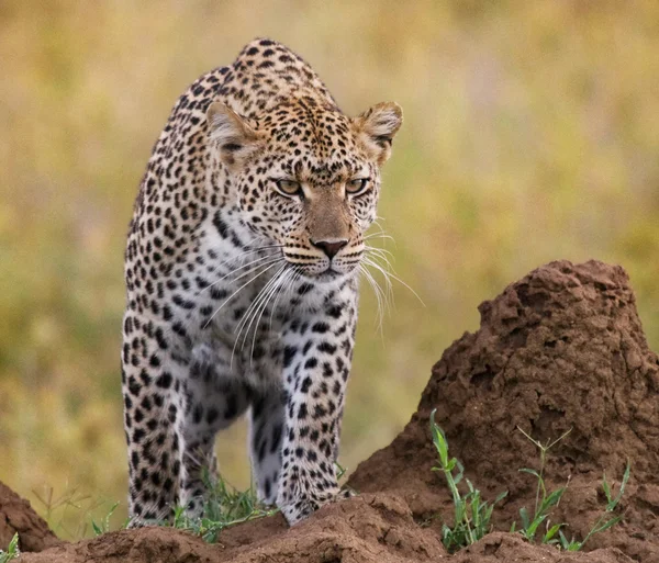 One wild Leopard. — Stock Photo, Image