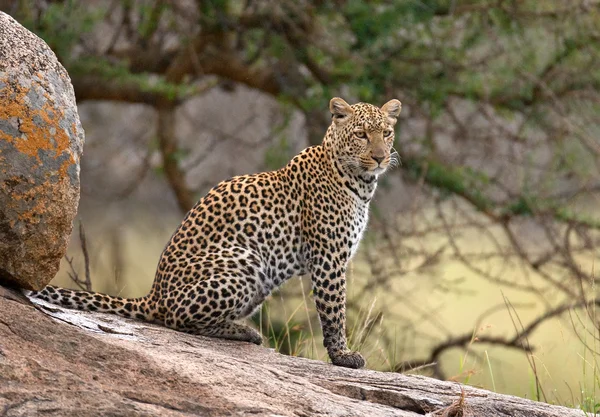 One wild Leopard — Stock Photo, Image