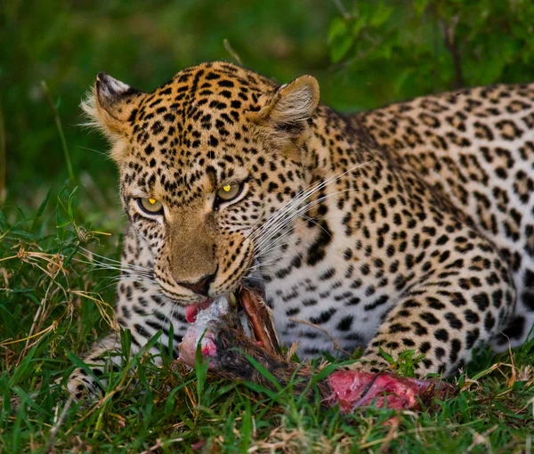 Zblízka portrét leoparda — Stock fotografie