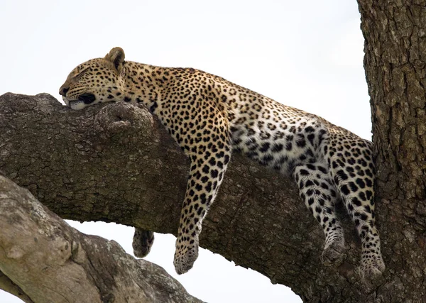 Leopard vila liggande på ett träd — Stockfoto