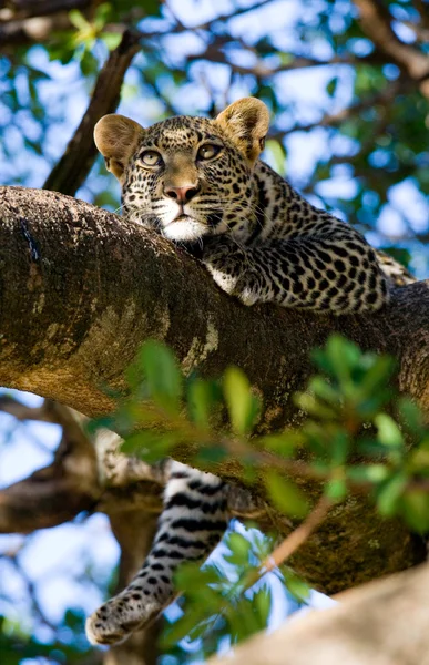 Leopardo sdraiato su un albero — Foto Stock