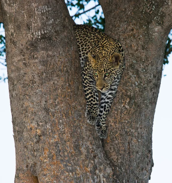 Один леопард на дереве — стоковое фото