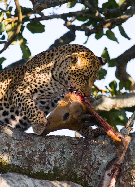 豹子吃死兽的肉 — 图库照片
