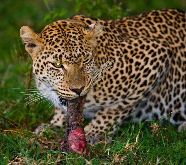 Close up retrato de leopardo — Fotografia de Stock