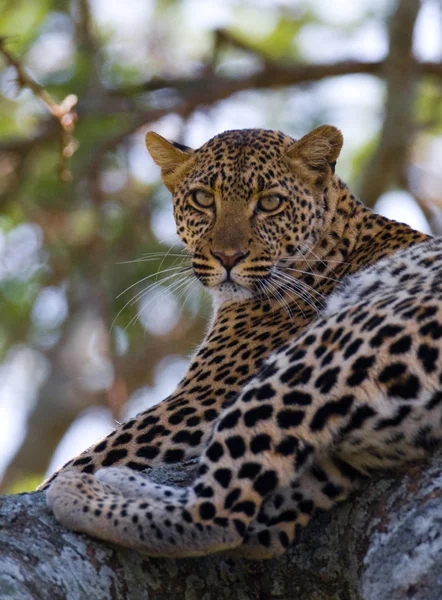 Leopard pihen, feküdt egy fa — Stock Fotó