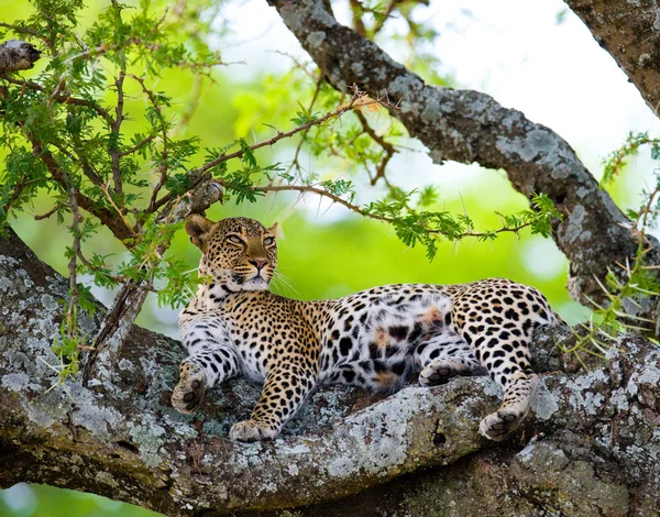 Leopard resting lying on a tree — Stock Photo, Image