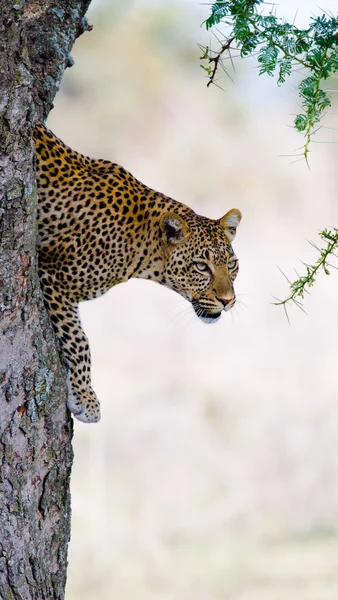 Λεοπάρδαλη που κάθεται στο δέντρο — Φωτογραφία Αρχείου