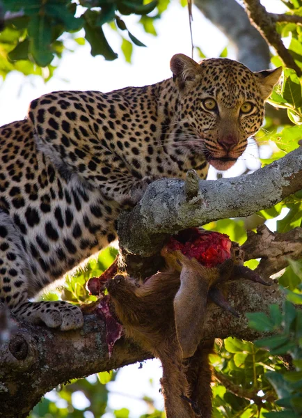 Leopardo comendo carne de animal morto — Fotografia de Stock