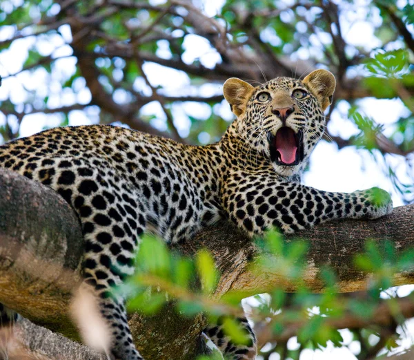 Leopardo descansando deitado em uma árvore — Fotografia de Stock