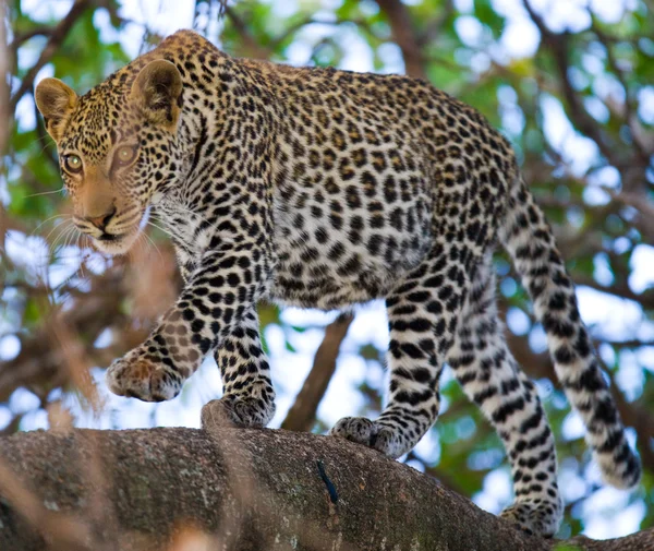 Bir ağaç üzerinde bir leopar — Stok fotoğraf