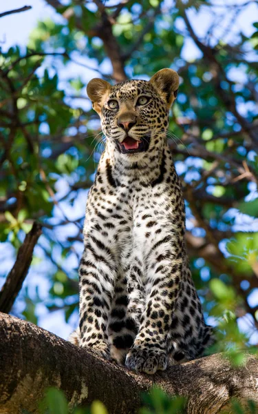 Leopar ağaca yalan dinlenme — Stok fotoğraf