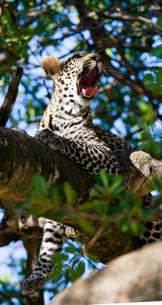 Leopard resting lying on a tree — Stock Photo, Image