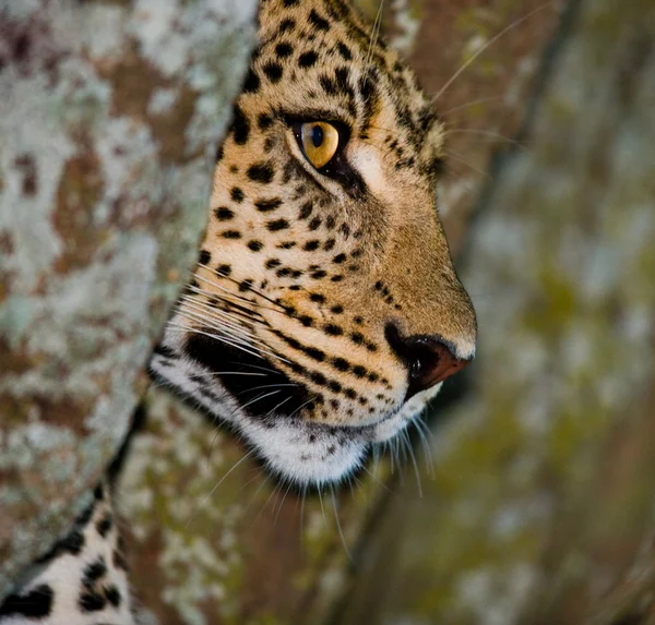 Nahaufnahme Porträt des Leoparden — Stockfoto