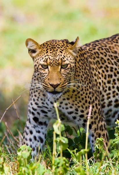 Close up retrato de leopardo — Fotografia de Stock