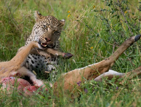 Leopard eating meat of dead animal — Stock Photo, Image