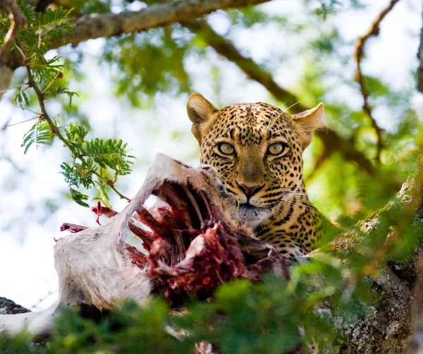 A halott állatot húst eszik leopárd — Stock Fotó