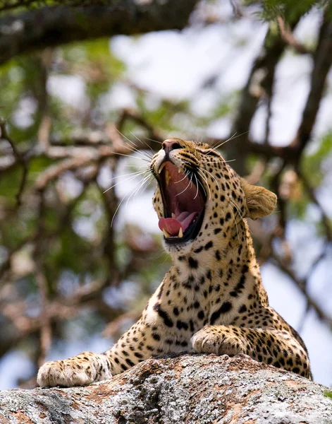 Close up retrato de leopardo — Fotografia de Stock