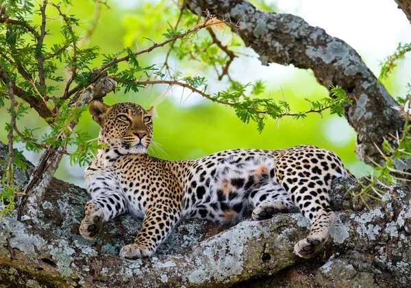 Leopard pihen, feküdt egy fa — Stock Fotó