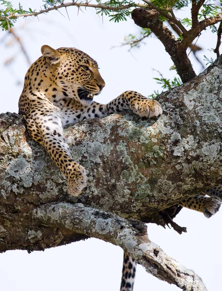 Leopardí odpočívá, ležící na stromě — Stock fotografie