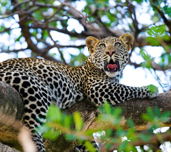 Leopar ağaca yalan dinlenme — Stok fotoğraf