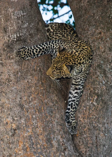 Un léopard sur un arbre — Photo