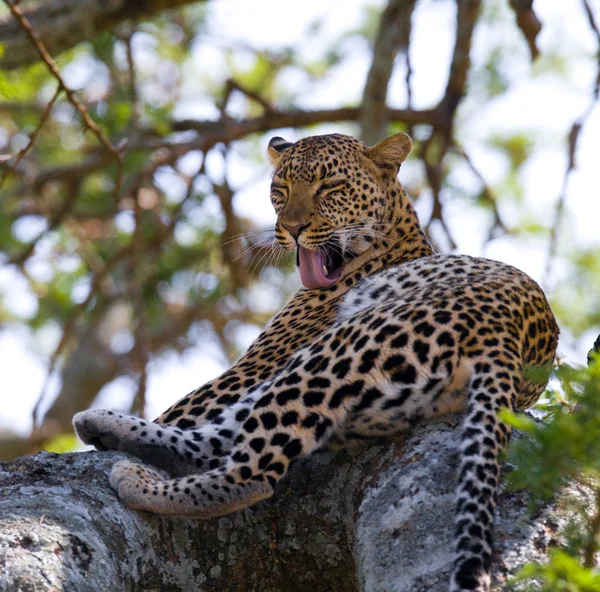 Leopard liggend op een boom rust — Stockfoto