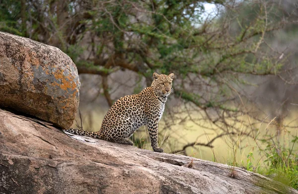 One wild Leopard — Stock Photo, Image