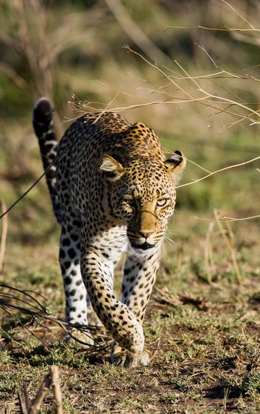 Bir vahşi leopar — Stok fotoğraf
