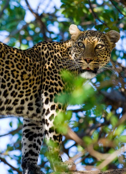 En Leopard på ett träd — Stockfoto