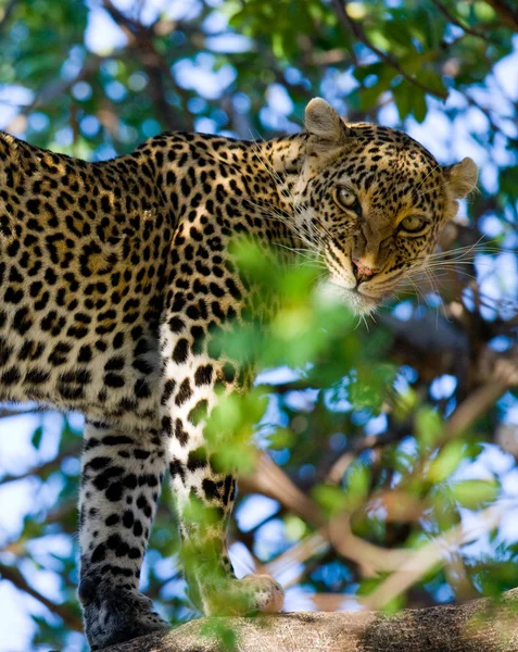 Vilda Leopard på träd — Stockfoto