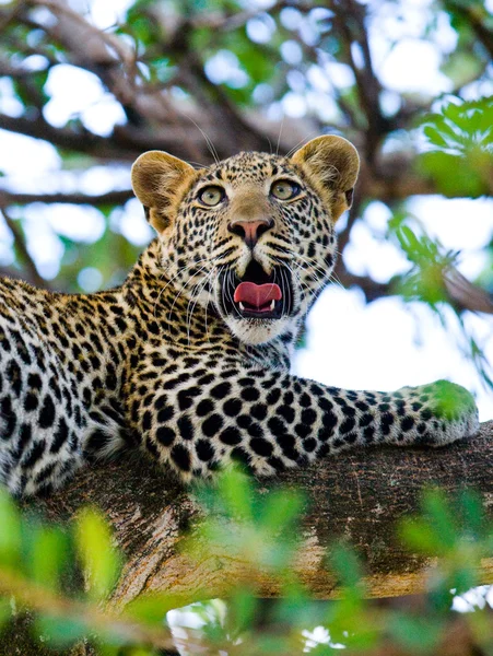 Leopard pihen, feküdt egy fa — Stock Fotó