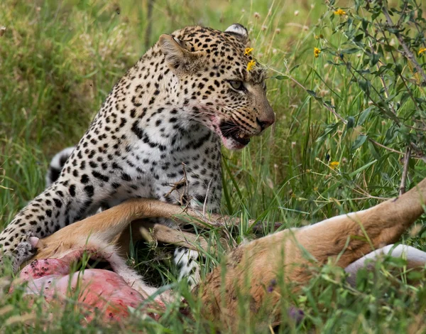 Leopardo comendo carne de animal morto — Fotografia de Stock