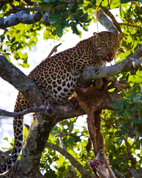 Leopardí sedí na stromě — Stock fotografie