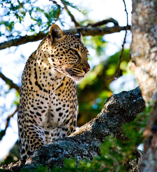 Leopard sitzt auf Baum — Stockfoto