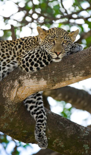 Leopard pihen, feküdt egy fa — Stock Fotó