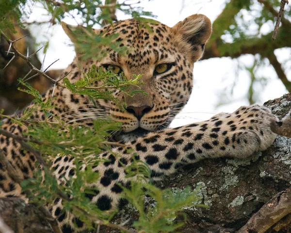 Närbild porträtt av leopard — Stockfoto