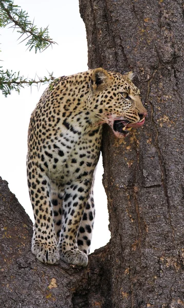 Leopardo sentado na árvore — Fotografia de Stock