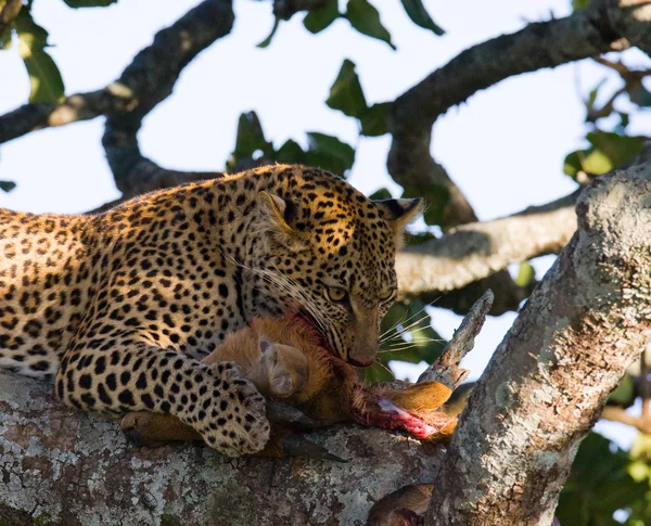 Leopard eating meat of dead animal — Stock Photo, Image