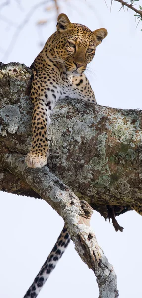 Leopardo descansando deitado em uma árvore — Fotografia de Stock