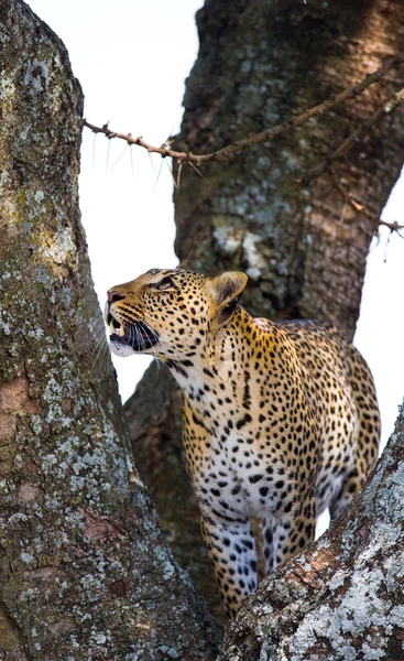 Leopardí sedí na stromě — Stock fotografie