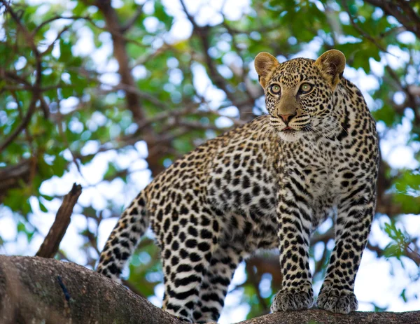 Ein Leopard auf einem Baum — Stockfoto