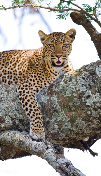 Leopard pihen, feküdt egy fa — Stock Fotó