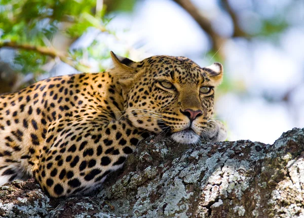 Leopard vila liggande på ett träd — Stockfoto